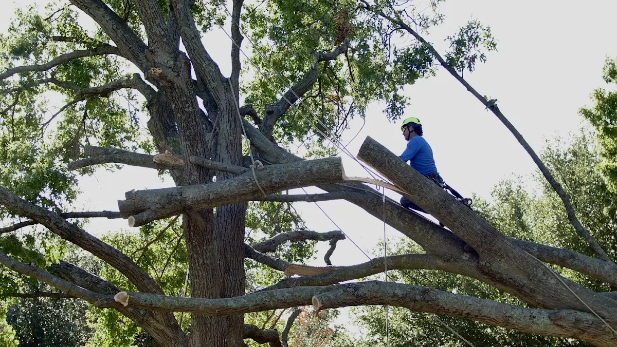Professional Crown Thinning performed by certified arborists in Rotterdam Junction