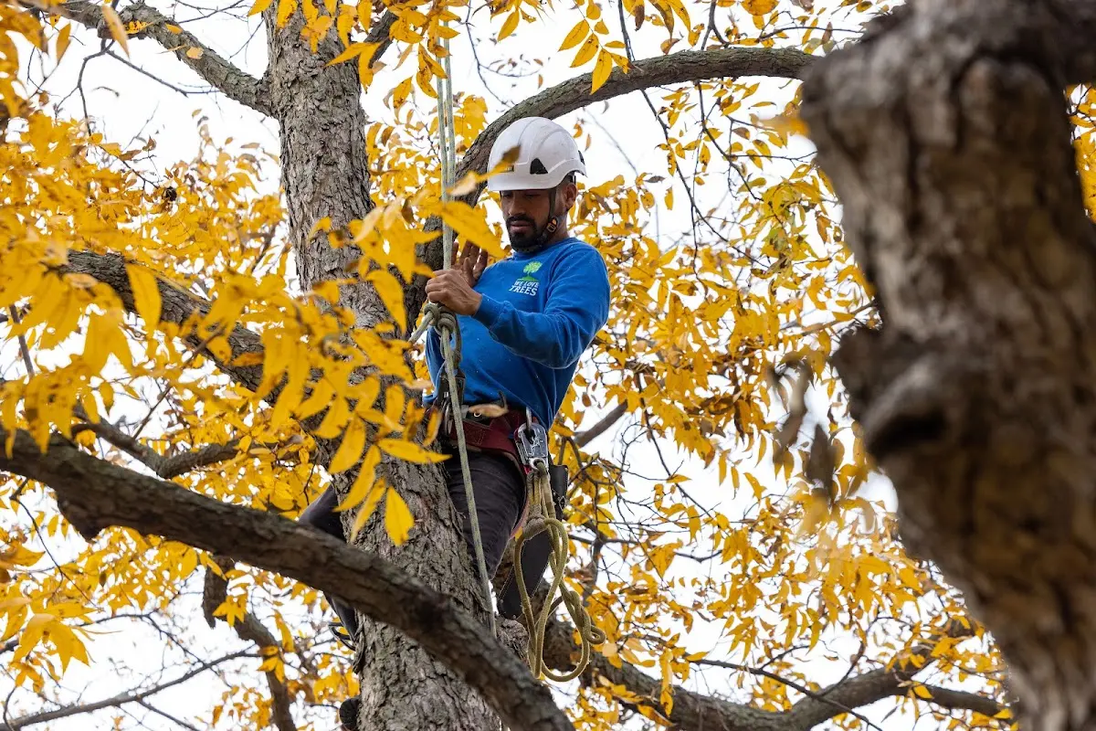 Skilled Tree Trimming crew working in Rotterdam Junction